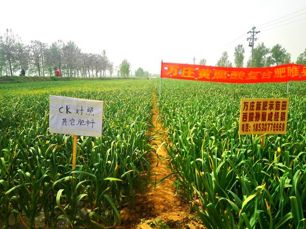 河南省睢縣大蒜示範田與對照田